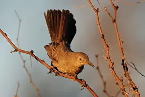 Toxostoma: Bendire's Thrasher