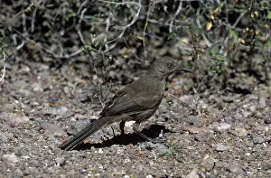 Toxostoma: Bendire's Thrasher