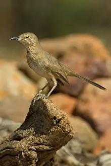 Toxostoma: Bendire's Thrasher (Toxostoma bendirei)