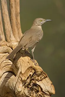 Toxostoma: Bendire's Thrasher (Toxostoma bendirei)