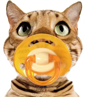 Dummies: Bengal Brown Spotted Cat - with dummy in mouth
