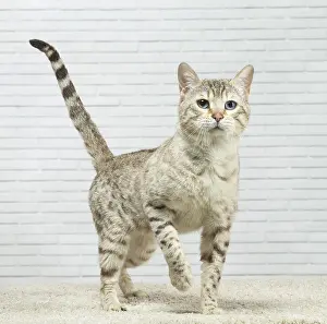 250517: Bengal Cat