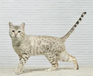250517: Bengal Cat