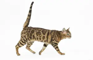 250517: Bengal Cat