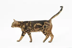 250517: Bengal Cat