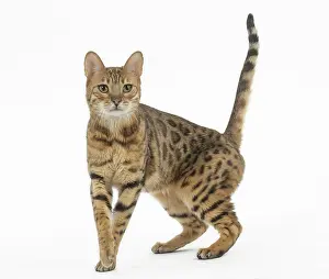 250517: Bengal Cat