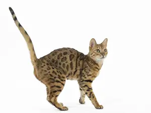 250517: Bengal Cat