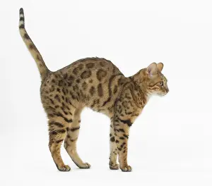 Yoga: Bengal Cat