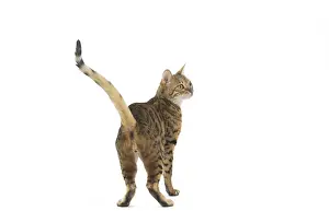 250517: Bengal Cat