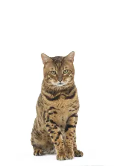 Annoyed: Bengal Cat