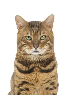 Annoyed: Bengal Cat