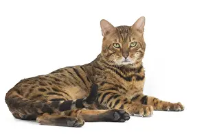 250517: Bengal Cat