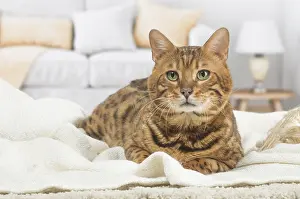 250517: Bengal Cat