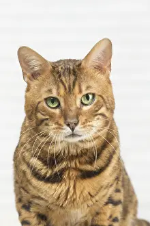 250517: Bengal Cat