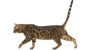 250517: Bengal Cat
