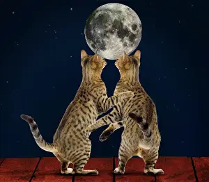 220719: Bengal Cat two embracing gazing at the moon