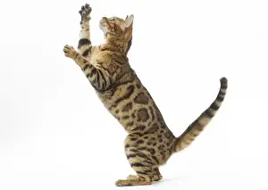 Yoga: Bengal Cat, on hind legs
