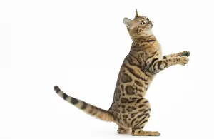 Yoga: Bengal Cat, on hind legs