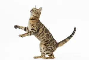 250517: Bengal Cat, on hind legs