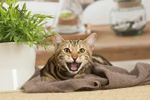 Shock: Bengal cat indoors