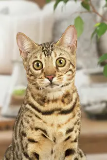 100220: Bengal cat indoors