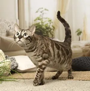 300119: Bengal Cat indoors