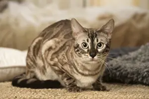 300119: Bengal Cat indoors