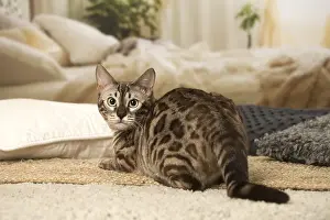 300119: Bengal Cat indoors