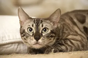 300119: Bengal Cat indoors