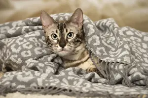 300119: Bengal Cat indoors