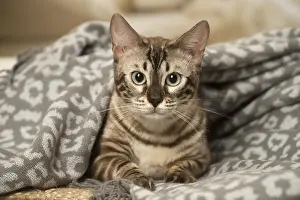 300119: Bengal Cat indoors