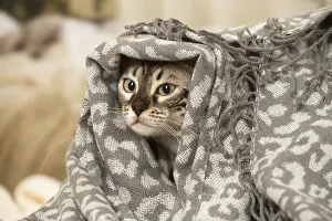 300119: Bengal Cat indoors