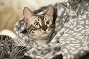 300119: Bengal Cat indoors