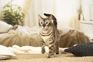 300119: Bengal Cat indoors