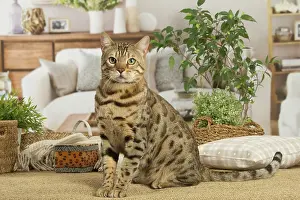 100220: Bengal cat indoors
