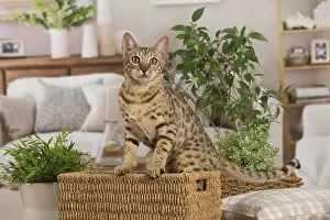 100220: Bengal cat indoors