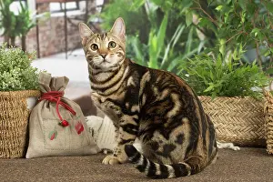 100220: Bengal cat indoors