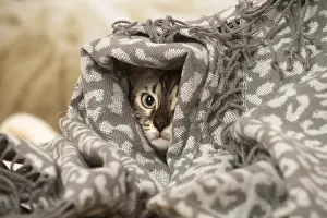 300119: Bengal Cat indoors