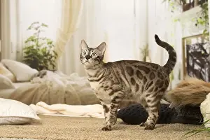 300119: Bengal Cat indoors