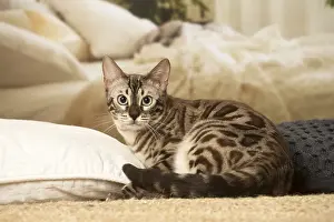 300119: Bengal Cat indoors