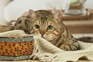 100220: Bengal cat indoors