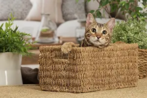 100220: Bengal cat indoors