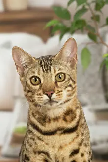 100220: Bengal cat indoors