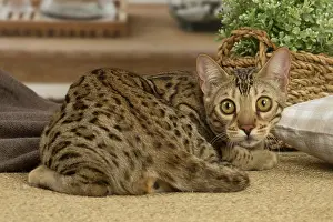 100220: Bengal cat indoors