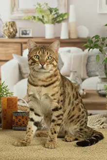 100220: Bengal cat indoors