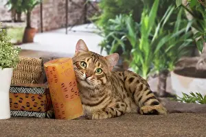 100220: Bengal cat indoors