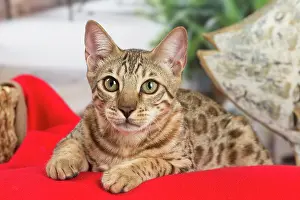 100220: Bengal cat indoors