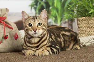 100220: Bengal cat indoors