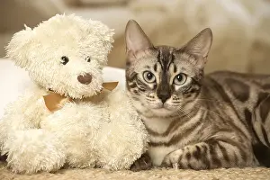 Cuddly: Bengal Cat indoors