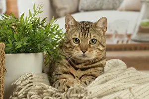 100220: Bengal cat indoors